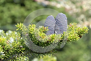 Fir cones on a tree