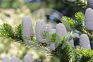 Fir cones on a tree