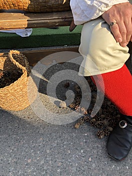 Fir cones in a wicker basket