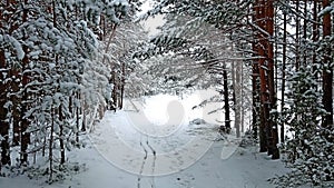 Fir evergreen forest landscape in winter