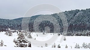 Fir evergreen forest and mountain landscape in winter