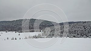 Fir evergreen forest and mountain landscape in winter