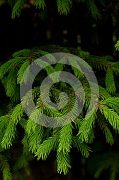 Fir evergreen tree close up