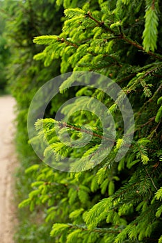 Fir evergreen tree close up