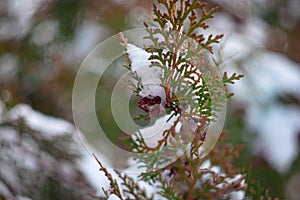 Fir evergreen tree covered with snow toned image