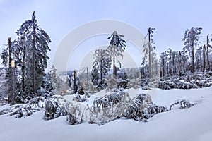 Fir forest broken by a winter storm