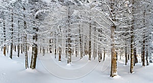 Fir forest covered in snow