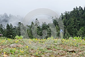 fir forest in mist at Chinese plateau area