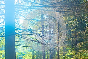 fir forest on mount slope in sunlight