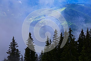 fir forest silhouette in misty mountain valley