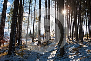 Fir forest in Slovak Paradise and sunbeams