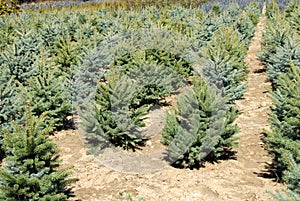 Fir garden center