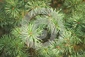 Fir with hundreds of fir cones on branches