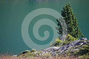 A fir on a lake shore of green waters