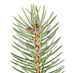 Fir-needle isolated on white background