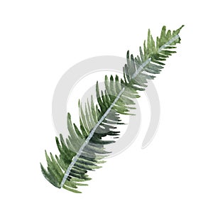 Fir-needle natural elements branch painted texture wit