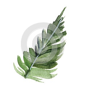 Fir-needle natural elements branch painted texture wit