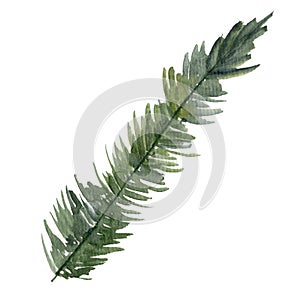 Fir-needle natural elements branch painted texture wit