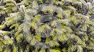 Fir-needle tree branches composition as a background texture