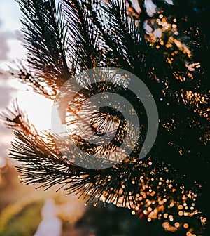 Fir needles at sunset, backlight and bokeh.