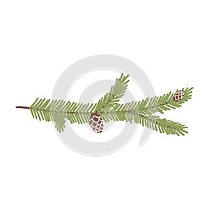 Fir or pine branch with cones in cartoon flat style. Hand drawn vector illustration of Christmas tree, winter symbol