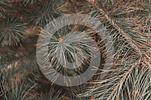 Fir pine branch texture background Fluffy pine branch close up.