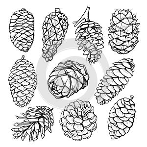 Fir pine cone hand drawn illustrations set