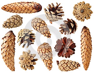 Fir and pine cones