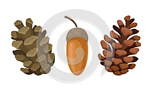 Fir or Pine Cones and Acorns as Seed Containing Plant Part Vector Set