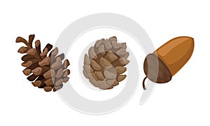 Fir or Pine Cones and Acorns as Seed Containing Plant Part Vector Set