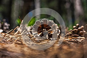 Fir or pine cones fallen on the forest fir cone needles floor. Nature forest Marry Christmas background. Selective focus