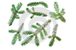 Fir pine tree branch set