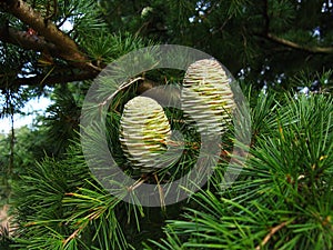 Fir pinecones