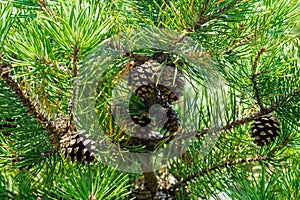 Fir pinus sylvestris