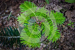 Fir seedling