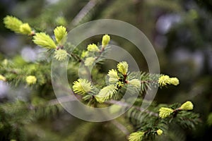 fir shoots at the apex of the branches