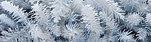 Fir and spruce branches covered with frost abstract background.