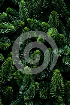 Fir and spruce branches green needle abstract background Christmas texture pattern.