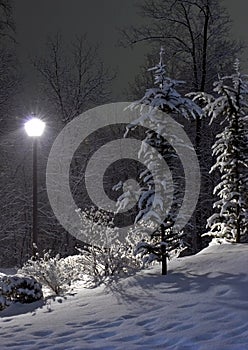 The fir and street lamp