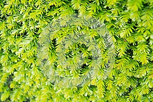 Fir texture backdrop. Fir tree needles green background. Christmas tree branches. Evergreen forest or wood. Nature and