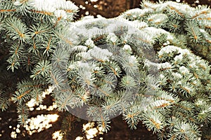 Fir tree