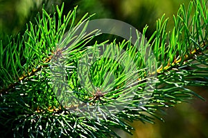 Fir tree