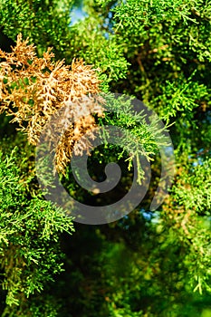 Fir Tree Abstract Background