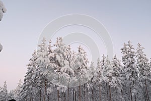 Fir tree and adobes covered in white snow landscape in Lapland, Finland