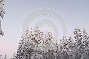 Fir tree and adobes covered in white snow landscape in Lapland, Finland