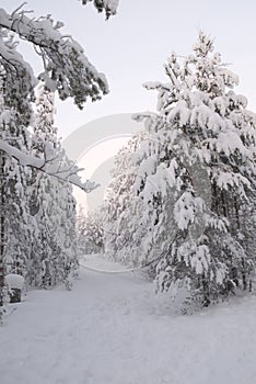 Fir tree and adobes covered in white snow landscape in Lapland, Finland