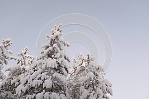 Fir tree and adobes covered in white snow landscape in Lapland, Rovaniemi Finland