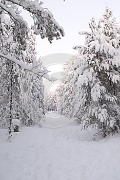 Fir tree and adobes covered in white snow landscape in Lapland, Rovaniemi Finland