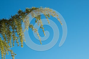 Fir tree against the sky. Christmas tree branch on a background of blue sky.