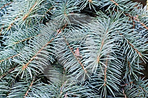 Fir tree, background for christmas design